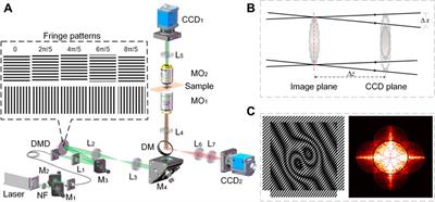 Transmission Structured Illumination Microscopy for Quantitative Phase and Scattering Imaging